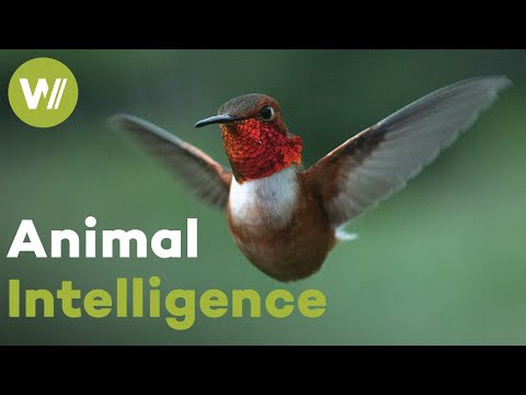 Researchers discover the surprisingly complex cognitive skills and emotional depth of animals