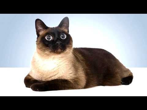 Не заводите кошку, пока не посмотрите это видео 😼