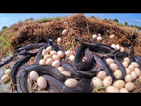 Top video skills man - catch a lot of fish and pick eggs in rice field in mud water by hand