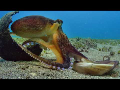 Robot Spy Octopus Friendship Grows With Coconut Octopus