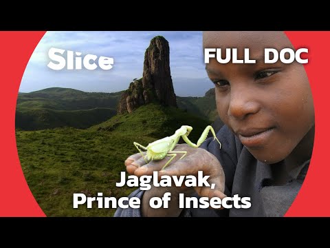 Alliance Between Mofu People and Their Insects | SLICE | FULL DOCUMENTARY