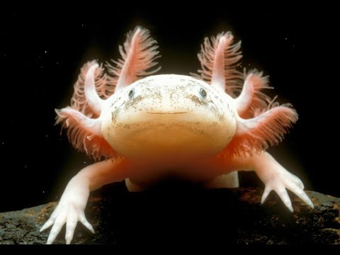 EL AGUA FUGAZ  - Documental Naturaleza HD 1080p - Grandes Documentales