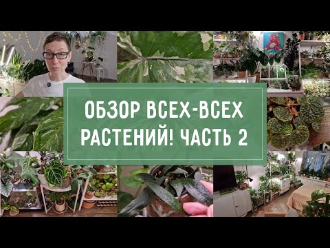 ОБЗОР всех-всех моих РАСТЕНИЙ! Часть 2.