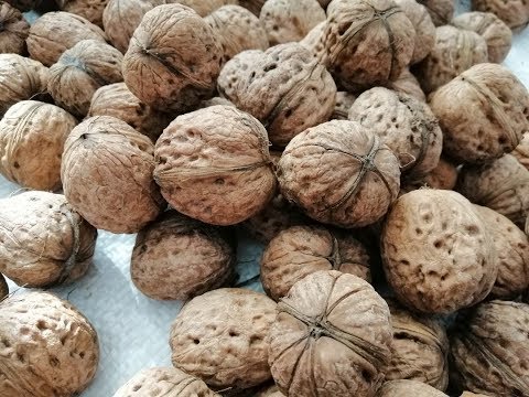 КАК  ЛЕГКО КОЛОТЬ ТВЕРДЫЕ ОРЕХИ. ХРАНЕНИЕ ОРЕХОВ В ДОМАШНИХ УСЛОВИЯХ
