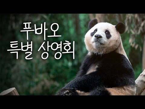 (SUB) [Fubao's Viewpoint] "THANK YOU AND I'LL NEVER FORGET YOU!" What Fubao Wants To Say To You 💌