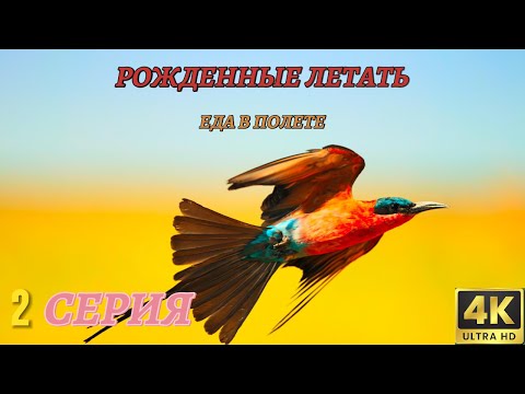 Мир Дикой Природы. Рожденные летать. Документальный Фильм 4K. 2 серия из 4
