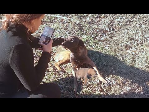 "Save us" abandoned mother dog with puppies, she begs to find her lost puppies