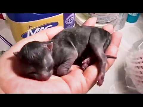 Found an ice-cold premature kitten. Just as I was about to bury him, the little guy suddenly moved!