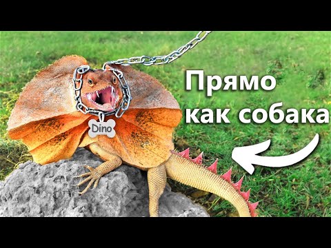 Я Завёл Питомца Динозавра (типа)