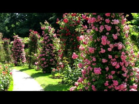 ОБРАБОТКИ РОЗ КОГДА И ЗАЧЕМ?  РОЗА НЕ БОЛЕЕТ И ЦВЕТЁТ БЕЗ ВРЕДИТЕЛЕЙ!!!