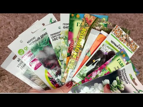 Картинка и реальность: однолетники из семян 2024г