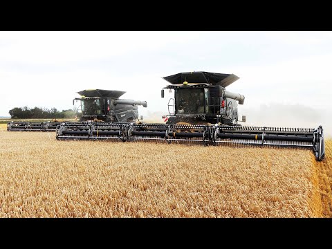 Fendt IDEAL 10T with 45ft. MacDon FD245 Harvesting Barley | Big Harvest 2025