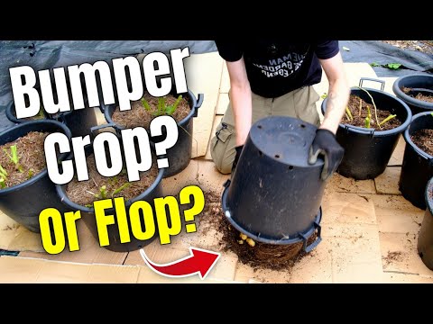 I Neglected My Potatoes: How Did They Do? | Potato Reveal