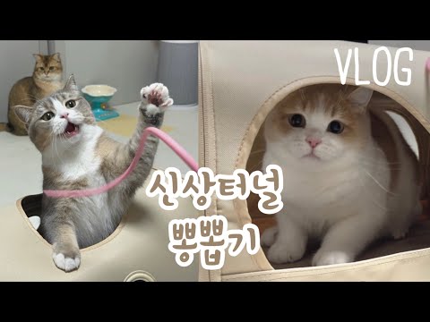 [vlog] 두잇 트레인 익스프레스 터널로 고양이 세마리 놀아주기🥰