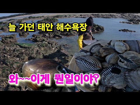 늘 가던 태안 안면도 해수욕장 해루질/줍줍이 가방이 무거워