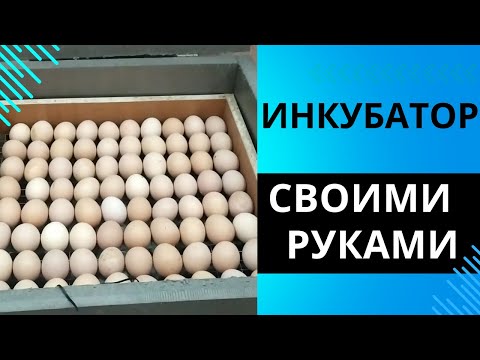 DIY penoplex incubator for 80 eggs