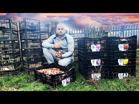 Вигонка тюльпана у воєнний час! ​🇺🇦