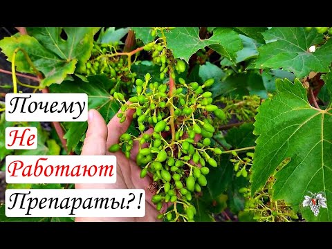 Почему у Вас НЕ ПОЛУЧАЕТСЯ ВЫЛЕЧИТЬ свой виноград?!