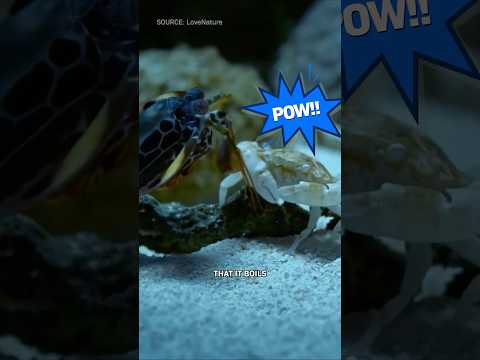 How This Shrimp Boils Water