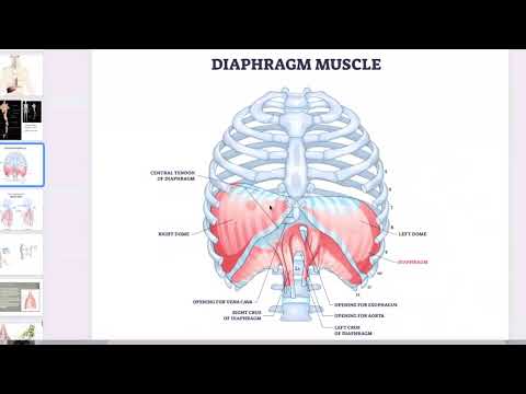 Diaphragm Reset To Breathe Better and Feel Better