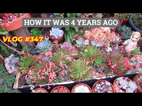 THE END OF MY SUCCULENT GARDEN | VLOG #347 Growing Succulent with LizK