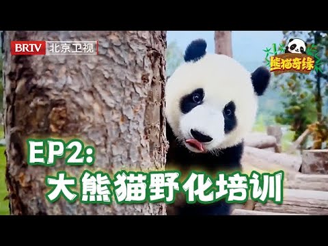 野生大熊猫惊喜入镜!曾在汶川大地震中救了60多只大熊猫的传奇爷爷,揭秘大熊猫野培细节!【熊猫奇缘 完整版】