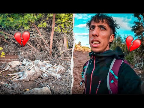 أكتر من 50 حولي 🐏 مشات مع واد 🥹 ياربي سلامه 😩