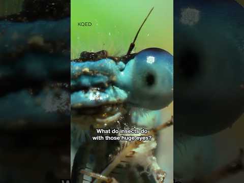 Why Do Insects Have Those Huge Eyes? #shorts #wildlife #insects