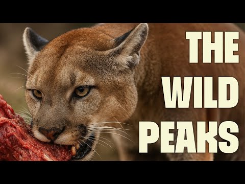 Andes: The Spine of South America | FULL DOCUMENTARY | Wildest Latin America | @UltimateNatureDocs