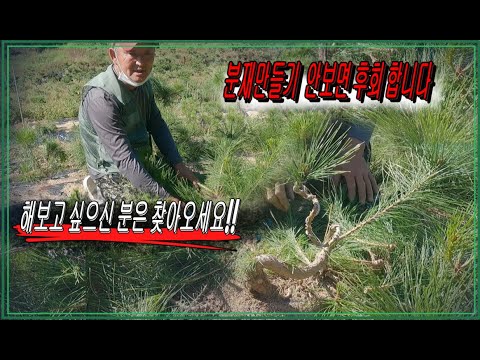 8-9월 3년생 소나무 철사 걸기 (해보고 싶으신 분은 찾아오세요!!)