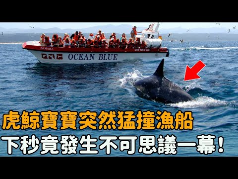 虎鯨寶寶海中突撞漁船！漁民好奇下水查看，眼前一幕卻讓他淚流滿面…#感動 #暖心 #不可思議 #反轉 #奇跡 #落淚