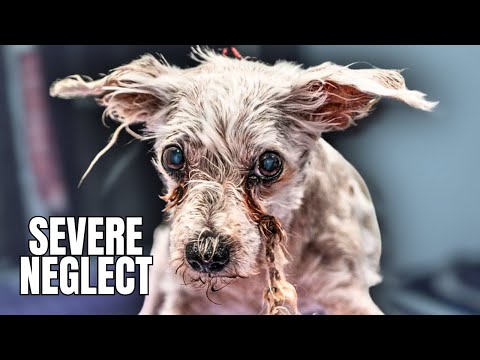 Severely Matted Rescue Dog Gets A Second Chance At Life