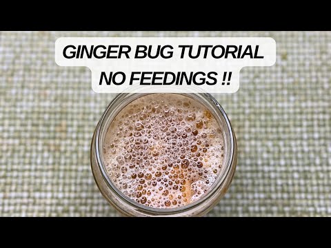 How to Make a Ginger Bug - No Feedings!