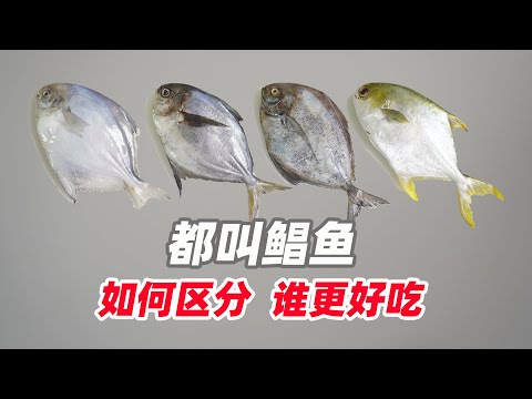 都叫鲳鱼，哪种更好吃，如何区分好吃鲳鱼和普通鲳鱼