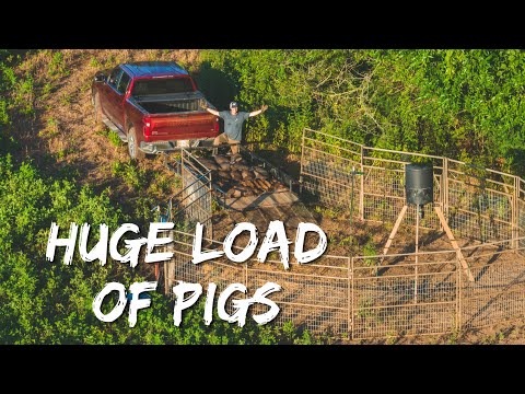 Trapping a large number of wild hogs fast. (Must watch)