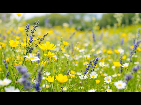 Calm The Nervous System 🌿 Soothing The Heart And Blood Vessels With Gentle Melodies - Relaxes #1