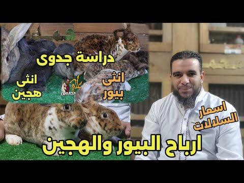 او حلقة عربيا عن دراسة جدوى للارانب البيور والهجين وارباح واسعار كل سلالة من داخل مزارع علي محمدين 