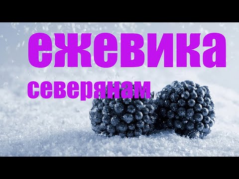 Сорта ежевики для севера европейской России, Сибири и Дальнего Востока