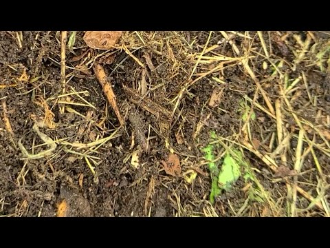 FERTILE SOIL in a short time.