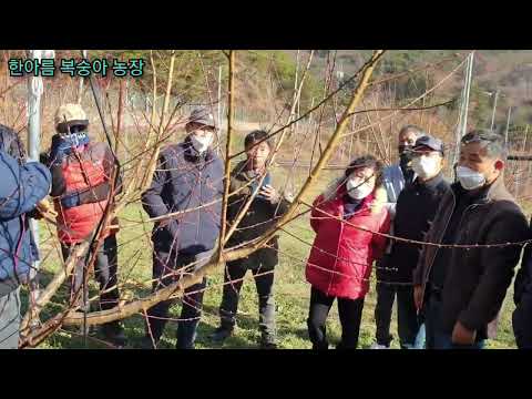 #복숭아#전지#한명희#마이스터교육