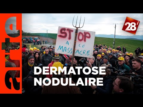 DNC : l’épidémie qui ébranle l’élevage français ? | 28 minutes | ARTE