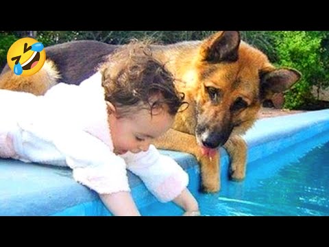 NEW Funny animals videos🤣 Funniest CATS and DOGS 2025