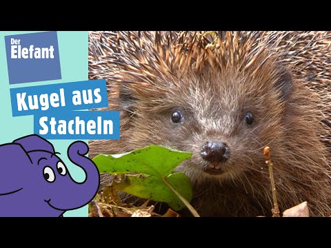 Warum hat der Igel Stacheln? | Der Elefant | WDR