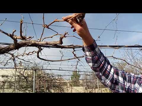 تقليم شجرة العنب على المكعبات 2 - Pruning Grape Vines -poda de uva
