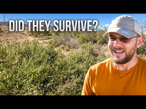 We Built 36 Check Dams... And Then The Rain Came