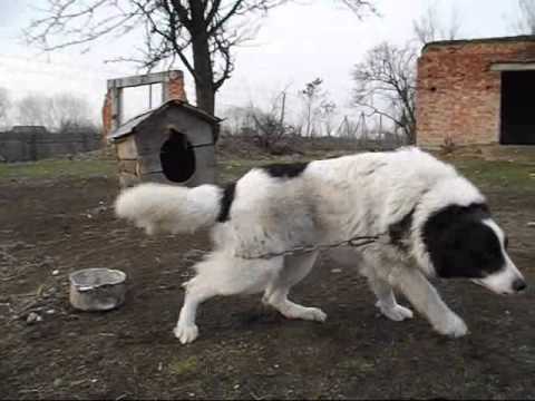 Український Карпатський Вівчар