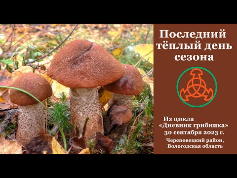 "Последний тёплый день сезона" - Дневник грибника" 30 сентября 2023 года.