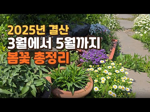 2025년 결산 3월에서 5월까지 봄꽃 총정리
