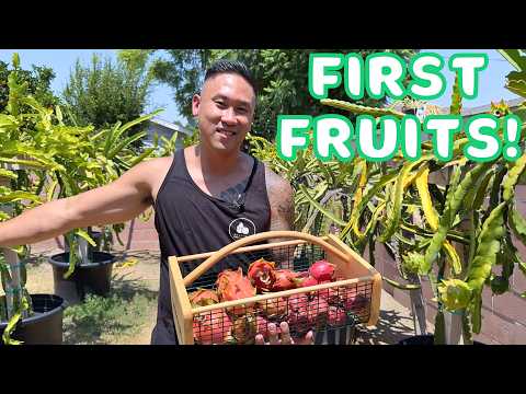 My First Dragon Fruit Harvest Of The Season!