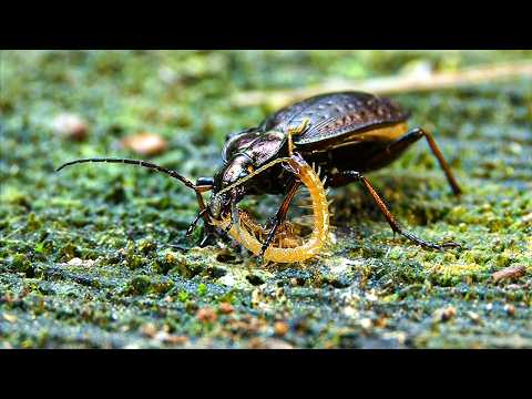 Tiny Killers: The Secret World of Insects